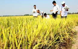 Ngân hàng sẽ gỡ khó cho doanh nghiệp mua lúa?