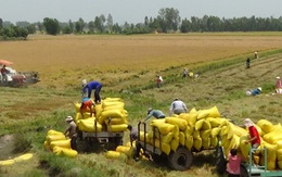 ​Lập đoàn kiểm tra mua tạm trữ lúa gạo