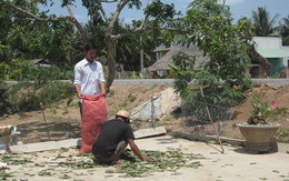 Thương lái mua gom lá mãng cầu xiêm