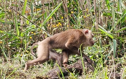 Vây bắt con khỉ già tấn công du khách trên đỉnh Bàn Cờ