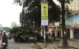 ​Cộng đồng mạng tìm cách "cứu" 6.700 cây xanh Hà Nội