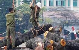 Hà Nội có còn cây xanh?