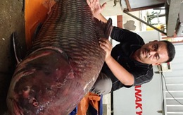 Cá hô “khủng” nặng 135kg dài 1,8m của Campuchia "đến" TP.HCM