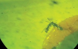 Thả ong ký sinh ở Đà Lạt hạn chế thuốc trừ sâu