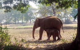​Một chú voi con vừa sinh ở rừng Đồng Nai