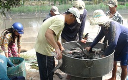 Thị trường Campuchia hút tôm, cá Việt Nam