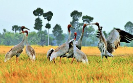 ​Khi đàn sếu bay... đi