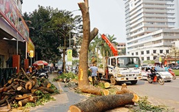 Phải đề xuất cụ thể về xử lý trách nhiệm vụ chặt cây