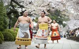 Xem đô vật sumo cận cảnh trên võ đài đền Yasukuni