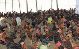 Vụ chia nhau “gà nông thôn mới”: Cảnh cáo chủ tịch xã