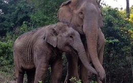 Clip xúc động mẹ con voi quấn quýt sau 3 năm xa cách