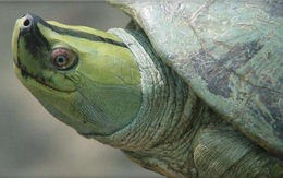 Tìm thấy rùa tuyệt chủng tuyệt đẹp trong... chợ Trung Quốc