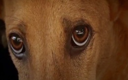 Lan tỏa thông điệp bảo vệ chó từ chiến dịch "Về đi Vàng ơi"