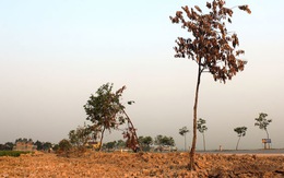 Hàng trăm cây xanh chết khô vì dự án cấp nước