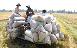 ​Giá gạo xuất khẩu VN thấp nhất thế giới