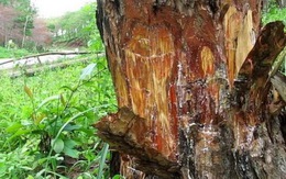 ​“Bức tử” gần 100 cây thông ở Lâm Đồng