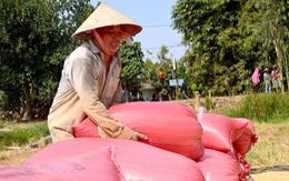 Sản xuất lúa gạo bền vững theo tiêu chuẩn quốc tế