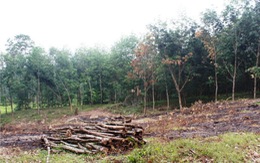 Đề nghị cơ cấu nợ cho doanh nghiệp trồng cao su tại Lào