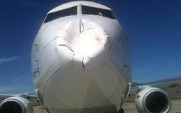 Đàn chim đâm máy bay Boeing 737-800...móp mũi?
