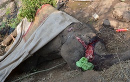 ​Thêm một con voi Đắk Lắk chết vì kiệt sức