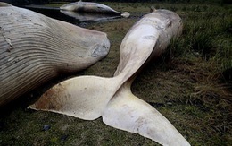 ​Hàng chục cá voi dài 10m chết bất thường ở Chile