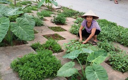​Người Hà Nội thuê đất trồng rau sạch