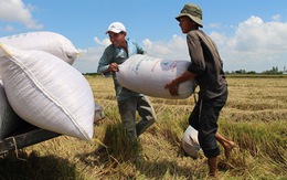 Bán gạo cho Trung Quốc vẫn gặp khó