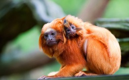Pháp: vào sở thú trộm khỉ quý