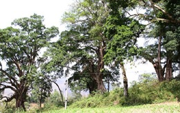 ​Cụm cây đa quả vàng ở Hà Giang là cây di sản