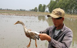 Đầu tư mạnh cho... vịt