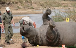 ​Nam Phi cảnh báo nạn săn trộm tê giác vẫn tiếp tục gia tăng