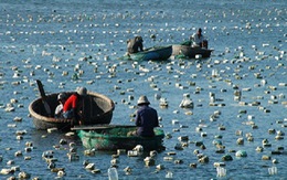 ​Tháo dỡ 15.000 bẫy tôm hùm con trái phép tại biển Phan Thiết