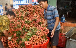 Điểm tin: Nỗi lo vải thiều