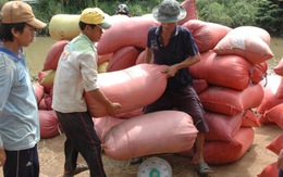 Doanh nghiệp “bẻ kèo” không mua lúa nông dân
