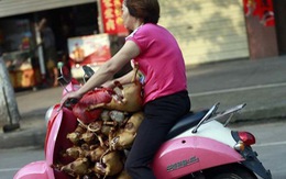Thế giới lên án lễ hội thịt chó ở Quảng Tây, Trung Quốc