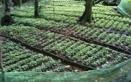 ​Thành lập vườn sâm gốc tại xã Trà Linh, Quảng Nam