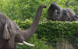 ​Đức: voi thoát khỏi rạp xiếc, giết chết 1 người