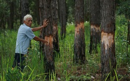 Thêm 111 cây thông 24 năm tuổi bị đốn hạ