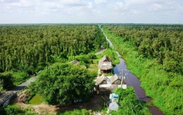 ​Trữ lượng than bùn rừng U Minh Hạ giá trị hàng nghìn tỷ đồng