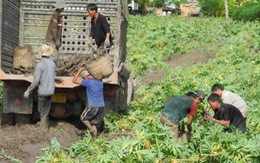 Nông dân nhổ khoai mì chạy mưa, lỗ vốn