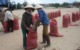 Lập đoàn khảo sát doanh nghiệp  xuất khẩu khoai mì lát