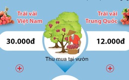 Trái vải Việt Nam và Trung Quốc - cuộc đua chưa cân sức