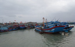 Huyện đảo Lý Sơn cầu cứu ngừng tận diệt tôm cá
