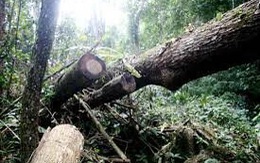 Bắt 3 cán bộ lâm nghiệp để lâm tặc chặt 139 cây gỗ dầu
