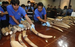 Thái Lan tịch thu 250kg ngà voi được ghi nhãn “đá cẩm thạch”
