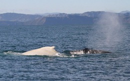 ​Cá voi lưng gù trắng cực hiếm xuất hiện ở New Zealand