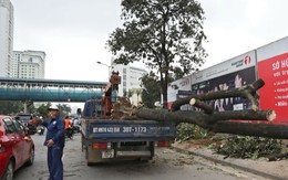 Hà Nội chưa kỷ luật cán bộ nào trong vụ “chặt cây xanh”