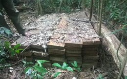 Yêu cầu xử lý tột khung vụ phá rừng lớn nhất Đà Nẵng