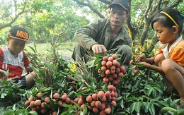 Sắp có trung tâm chiếu xạ trái cây xuất khẩu tại Hà Nội
