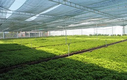 ​Mở rộng vùng trồng cây hoàn ngọc, phát triển thêm nhiều sản phẩm chất lượng